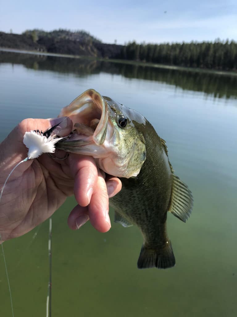 An angler holds up a largemouth bass with a white streamer fly in it's mouth. Though non-native, Davis Lake is now a stronghold for largemouth bass.