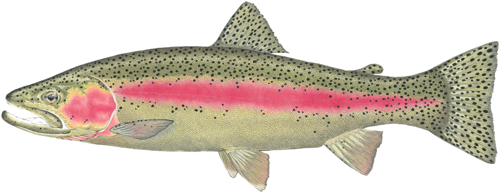 Rainbow Trout art by Tye Krueger