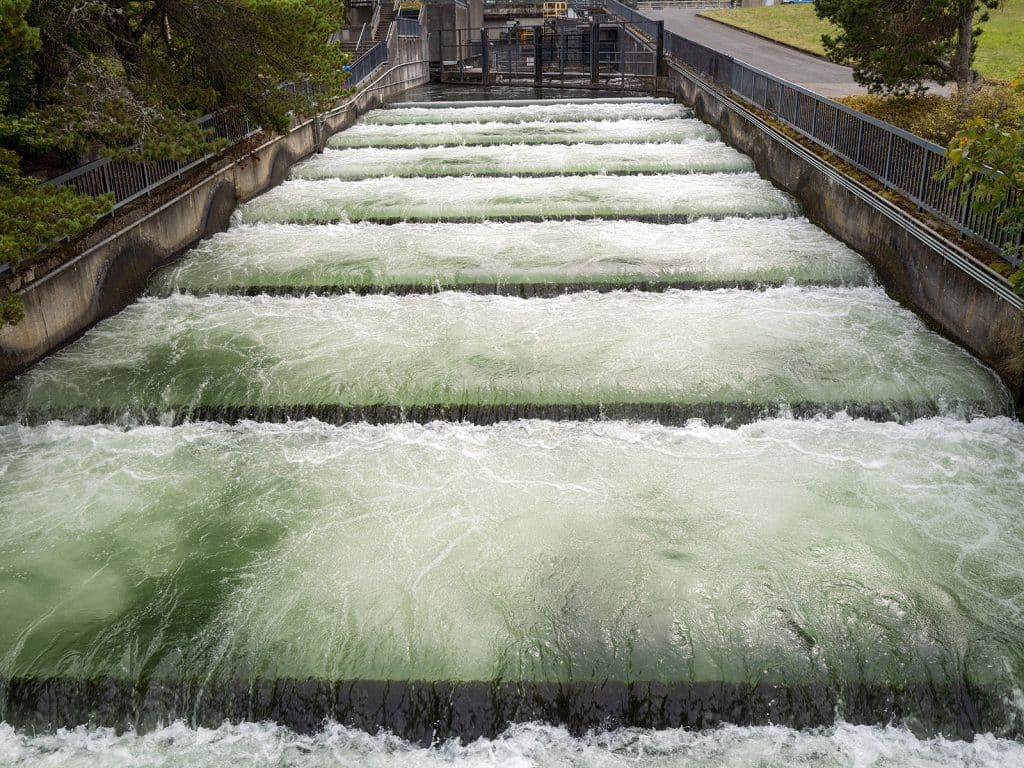 The fish ladder at Bonneville Dam