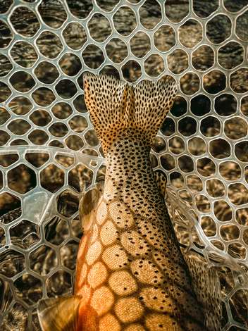 The tail and body of a large cutthroat trout laying in a net.